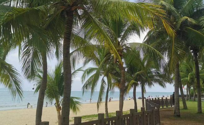 海口租车有违章怎么办 海口租车有违章怎么办